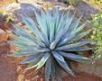 Sazenice Agave chrysantha Golden Flowered